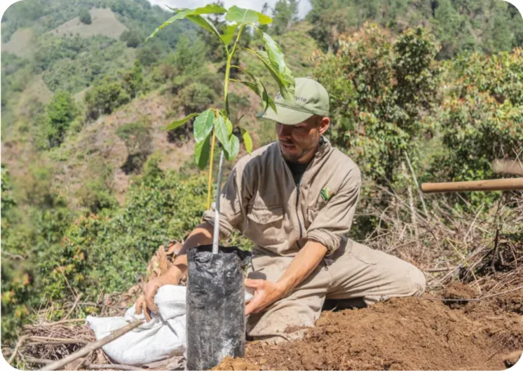 Agricultor plantando aguacate